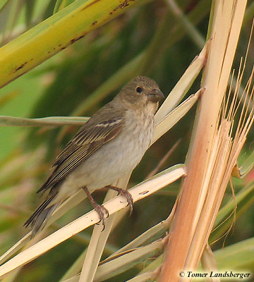 Common Rosefinch