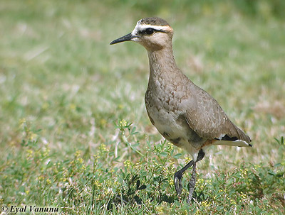 Sociable Lapwing