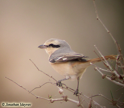 Daurian Shrike Lanius isabellinus isabellinus