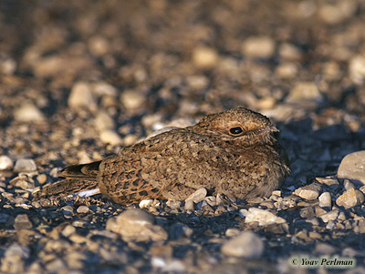 Nubian Nightjar Caprimulgus nubicus