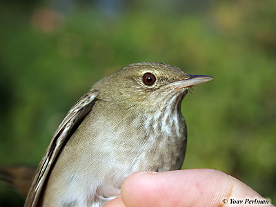 River Warbler Locustella fluviatillis