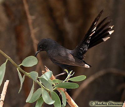 Black Bush Robin Cercotrichas podobe