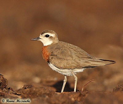 Caspian Plover Charadrius asiaticus