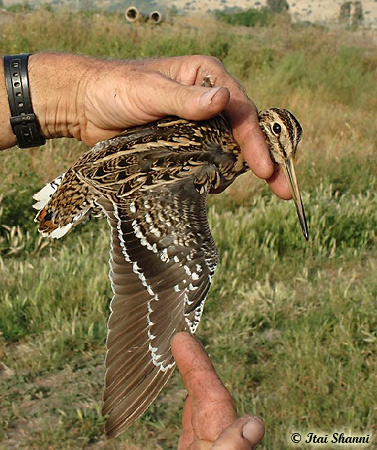 Great Snipe Gallinago media