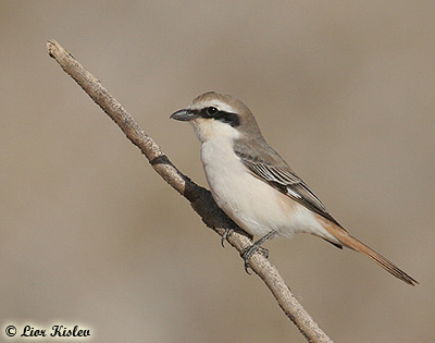 Isabelline Shrike Lanius isabellinus