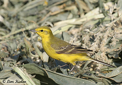 Yellow Wagtail Motacila flava lutea