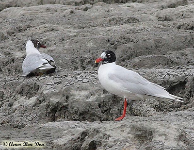 Mediterranean Gull Larus melanocephalus