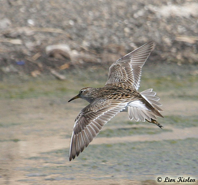 Pectoral Sandpiper Calidris melanotus