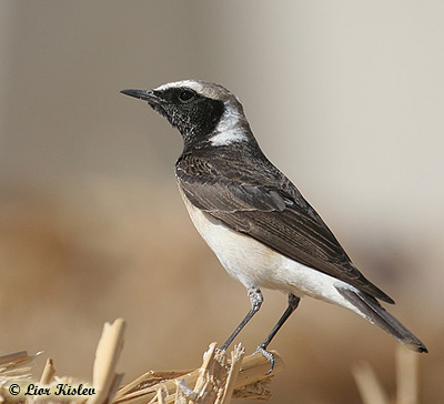 Pied Wheatear Oenanthe pleschanka