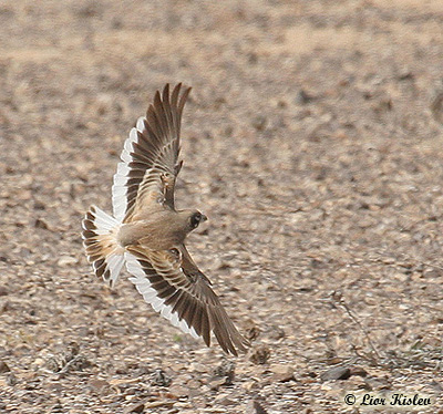 Thick-billed Lark Rhamphocorhis clotbey