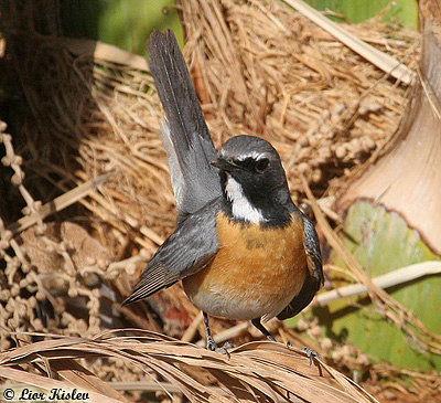 White-throated Robin  Irania gutturalis