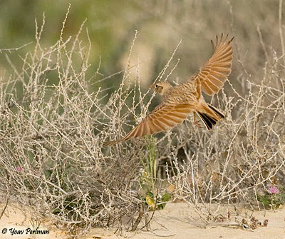 Dunns Lark (Eremalauda dunni)