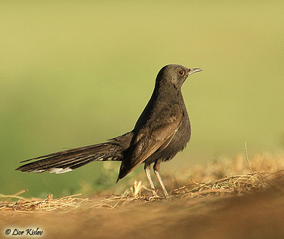 Black Bush Robin (Cercotrichas podobe)