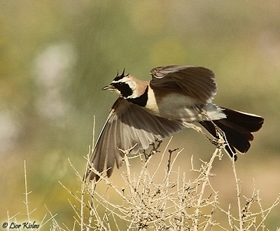 Temmincks Horned Lark (Eremophila bilopha)