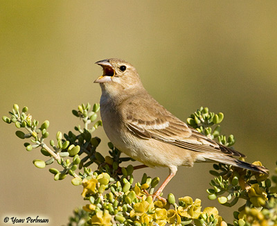 Hill Sparrow (Carpospiza brachydactyla)