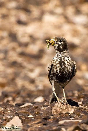 Thick billed Lark (Ramphocoris clotbey)