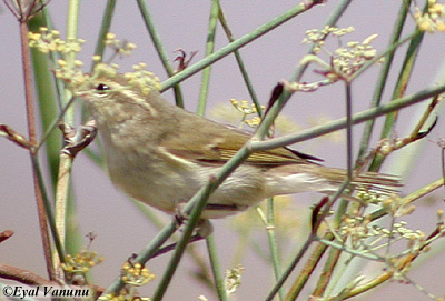 Green Warbler