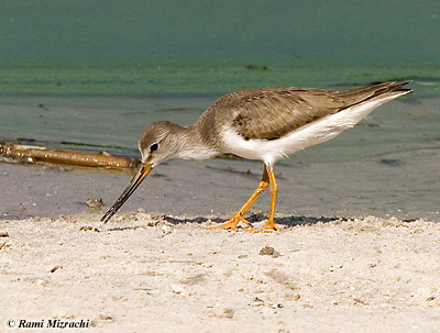 Terek Sandpiper