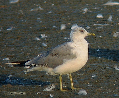 Common Gull