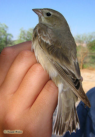 Pale Rock-Sparrow