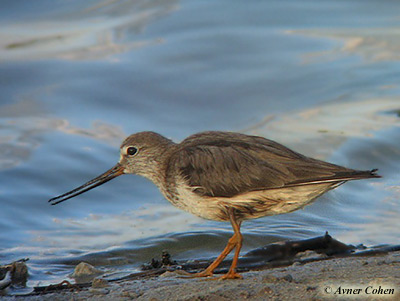 Terek Sandpiper