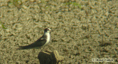 Black Tern Chlidonias niger