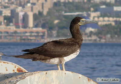 Brown Booby Sula leucogaster