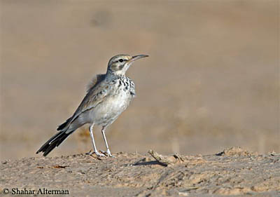 Hoopoe Lark Alaemon alaudipes