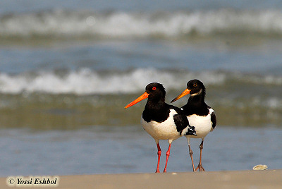 Haematopus ostralegus