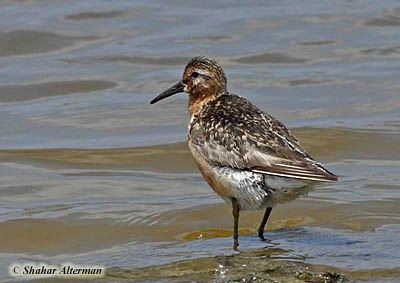 Red Knot Calidris canutus