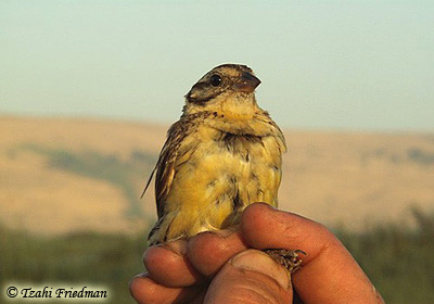 Yellow-Breasted Bunting Emberiza aureola