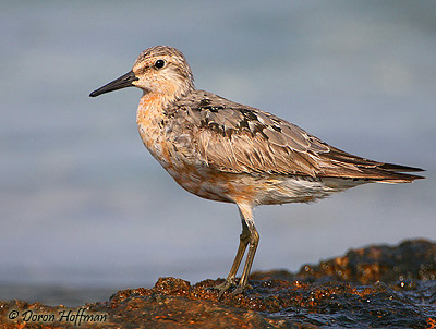 Red Knot Calidris canutus