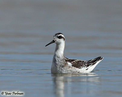 Red-necked Phalarope Phalaropus lobatus