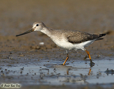 Terek Sandpiper Xenus cinereous