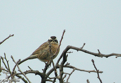 Radde's Accentors