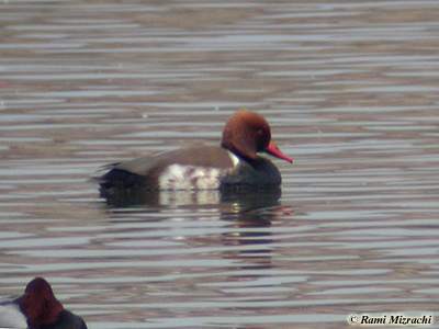 Red-crested Pochard