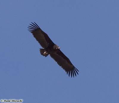 Black Vulture