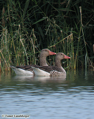 Greylag Goose