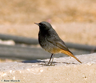 'Ochruros' Black Redstart