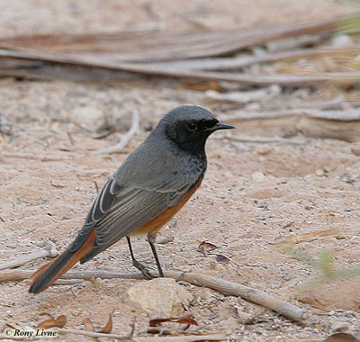 'Phoenicuroides' Black Redstart