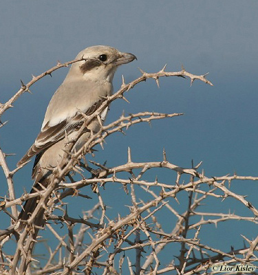 Steppe Shrike