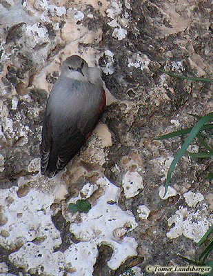 Wallcreeper