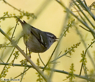 Yellow-browed Warbler