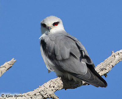 Black-shouldered Kite Elanus caeruleus