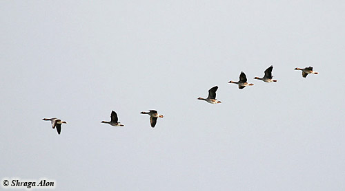 White-fronted Goose Anser albifrons