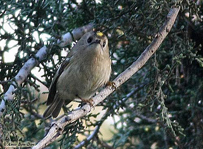 Goldcrest Regulus regulus