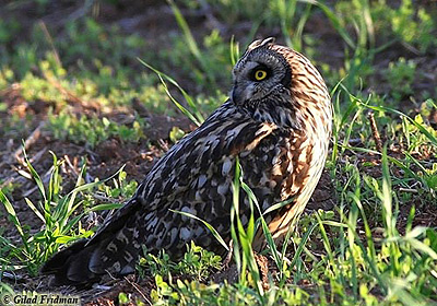 Short-eared Owl Asio flammeus