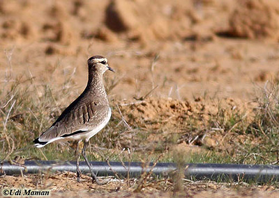 Sociable Plover Vanellus gregarius