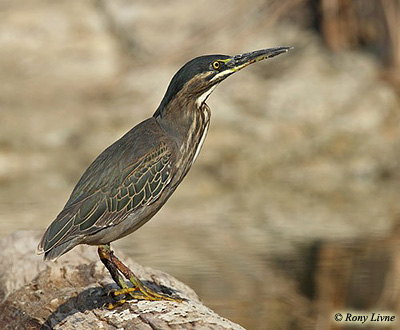 Striated Heron Butorides striatus