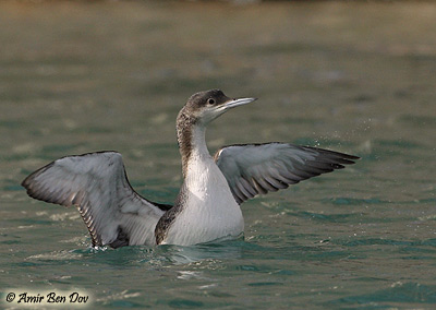 Black-throated Diver Gavia stellata